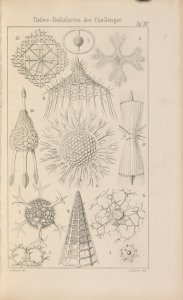 Natürliche schöpfungsgeschichte. Gemeinverständliche wissenschaftliche vorträge über die entwickelungslehre im allgemeinen und diejenige von Darwin, Goethe und Lamarck im besonderen. Von dr. Ernst Haeckel.
