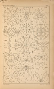 Generelle Morphologie der Organismen : allgemeine Grundzüge der organischen Formen-Wissenschaft, mechanisch begründet durch die von Charles Darwin reformirte Descendenz-Theorie