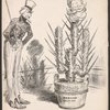 How that little sensitive plant has grown [New York Herald, May 17, 1916]
