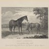 Lady Lightfoot