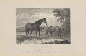 Lady Lightfoot