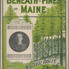 Beneath the pines of Maine