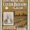 Down where the cotton blossoms grow
