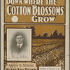 Down where the cotton blossoms grow