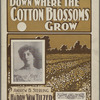Down where the cotton blossoms grow