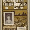 Down where the cotton blossoms grow
