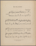 My blackbird
