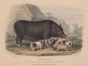 The breeds of the domestic animals of the British Islands