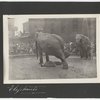 Elephants
