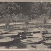 Victoria Regia, Tropical Pond, Prospect Park