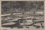 Victoria Regia, Tropical Pond, Prospect Park