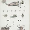 1. Loligopsis ellipsoptera (increased one-third than life); 2. Argonauta gondola: 2a. Animal swimming, embracing the shell with its velamenta, 2b. the same divested of its shell, 2c-b. development of the ovum, ... 2i. egg-mass in situ, 2k. egg-mass unravelled, 2l. front view of egg-mass, 2m. and n. acetabula, 2o. and p. the mandibles. (Fig. 2a, b, i, k, and l. of the natural size, the remainder more or less magnified.