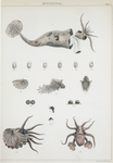 1. Loligopsis ellipsoptera (increased one-third than life); 2. Argonauta gondola: 2a. Animal swimming, embracing the shell with its velamenta, 2b. the same divested of its shell, 2c-b. development of the ovum, ... 2i. egg-mass in situ, 2k. egg-mass unravelled, 2l. front view of egg-mass, 2m. and n. acetabula, 2o. and p. the mandibles. (Fig. 2a, b, i, k, and l. of the natural size, the remainder more or less magnified.