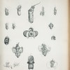 Figures and dissections of Spirula.