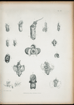 Figures and dissections of Spirula.