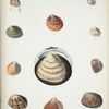 1. Isocardia tetragona; 2. Cardium  Adamsii; 3. Isocardia Moltkiana; 4. Cardium aurantiacum; 5. Pectunculus Belcheri; 6. Cardium modestum; 7. Cardium Kalamantanum; 8. Pectunculus aspersus; 9. Cardium speciosum; 10. Venus Philippinarum; 11. Venus tessellata; 12. Cardium Bechei.