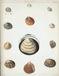 1. Isocardia tetragona; 2. Cardium  Adamsii; 3. Isocardia Moltkiana; 4. Cardium aurantiacum; 5. Pectunculus Belcheri; 6. Cardium modestum; 7. Cardium Kalamantanum; 8. Pectunculus aspersus; 9. Cardium speciosum; 10. Venus Philippinarum; 11. Venus tessellata; 12. Cardium Bechei.