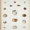 1. Poromya pulchella; 2. Crassatella nana; 3. Poromya nitida; 4. Neæra Moluccana; 5. Pholas rivicola; 6. Crassatella picta; 7. Crassatella corrugata; 8. Mactra Thracioides; 9. Crassatella pallida; 10. Crassatella compressa; 11. Lyonsia navicula; 12. Corbula ventricosa; 13. Mya Mindorensis; 14. Corbula variegata; 15. Solen albida; 16. Thracia granulosa.