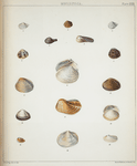 1. Poromya pulchella; 2. Crassatella nana; 3. Poromya nitida; 4. Neæra Moluccana; 5. Pholas rivicola; 6. Crassatella picta; 7. Crassatella corrugata; 8. Mactra Thracioides; 9. Crassatella pallida; 10. Crassatella compressa; 11. Lyonsia navicula; 12. Corbula ventricosa; 13. Mya Mindorensis; 14. Corbula variegata; 15. Solen albida; 16. Thracia granulosa.
