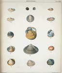 1. Hippagus novemcostatus; 2. Psammobia denticulata; 3. Psammobia flexuosa; 4. Psammobia rugulosa; 5. Lucina fibula; 6. Lucina sericata; 7. Venus quadrangularis; 8. Thracia trigonalis; 9. Amphidesma exarata; 10. Cytherea virginea; 11. Amphidesma simplex; 12. Cyrenoida alata; 13. Venus elegans; 14. Cyrenoida Coreensis.