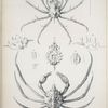 1. Chorinus acanthonotus; 2. Doclea calcitrapa.