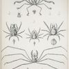 1. Oncinopus Neptunus; 2. Inachus lorina; 3. Chorinus verrucosipes; 4, 5. Pisa planasia.