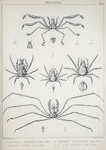 1. Oncinopus Neptunus; 2. Inachus lorina; 3. Chorinus verrucosipes; 4, 5. Pisa planasia.