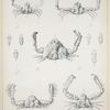 1. Lambus lamellifrons; 2. Lambus turriger; 3. Lambus carinatus; 4. Lambus pisoides; 5. Parthenope calappoides.