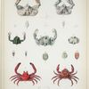 1. Oreophorus reticulatus; 2. Oreophorus reticulatus junior; 3. Lambrus Harpax; 4. Cryptopodia fornicata; 5. Cryptopodia dorsalis; 6. Ceratocarcinus longimanus; 7. Gonatonotus pentagonus.