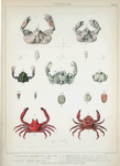 1. Oreophorus reticulatus; 2. Oreophorus reticulatus junior; 3. Lambrus Harpax; 4. Cryptopodia fornicata; 5. Cryptopodia dorsalis; 6. Ceratocarcinus longimanus; 7. Gonatonotus pentagonus.