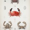 1. Zebrida Adamsii; 2. Parthenope Tarpeius; 3. Lambrus hoplonotus; 4. Carpilius cinctimanus.