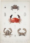 1. Zebrida Adamsii; 2. Parthenope Tarpeius; 3. Lambrus hoplonotus; 4. Carpilius cinctimanus.