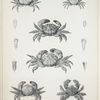 1. Panopeus formio; 2. Panopeus Caystrus; 3. Chlorodius pilumnoides; 4. Pilumnus dilatipes; 5. Pilumnus scabriusculus; 6. Pilumnus ursulus.