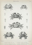 1. Panopeus formio; 2. Panopeus Caystrus; 3. Chlorodius pilumnoides; 4. Pilumnus dilatipes; 5. Pilumnus scabriusculus; 6. Pilumnus ursulus.