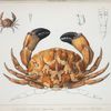 1. Carpilius signatus; 2. Galene[?] ochtodes junior.