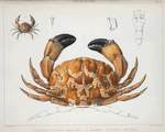 1. Carpilius signatus; 2. Galene[?] ochtodes junior.