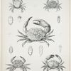 1. Panopeus dentatus; 2. Chlorodius fragifer; 3. Chlorodius areolatus; 4. Chlorodius hirtipes;  5. Lissocarcinus polybioides.
