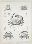 1. Panopeus dentatus; 2. Chlorodius fragifer; 3. Chlorodius areolatus; 4. Chlorodius hirtipes;  5. Lissocarcinus polybioides.