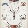 1. Ixa megaspis; 2. Leucosia hæmatosticta; 3. Xenophthalmus pinnotheroides; 4. Lupocyclus rotundatus; 5. Harrovia albolineata; 6. Stenopus hispidus; 7. Galathea elegans.