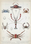 1. Ixa megaspis; 2. Leucosia hæmatosticta; 3. Xenophthalmus pinnotheroides; 4. Lupocyclus rotundatus; 5. Harrovia albolineata; 6. Stenopus hispidus; 7. Galathea elegans.
