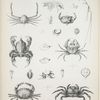 1. Iphis novemspinosa; 2. Tlos muriger; 3. Cosmonotus Grayii; 4. Cryptosoma orientis; 5. Iphiculus spongiosus; 6. Utica gracilipes; 7. Rhabdosoma armatum; 8. Oxycephalus piscator.