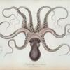 Octopus vulgaris, var. Americanus.