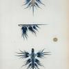 Glaucus radiatus.