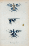 Glaucus radiatus.
