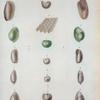Bulloea candeana; Bulla sagra; Bulla antillarum; Bulla bidentata; Bulla acuta; Bulla cariboea
