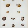 Helix picta; Helix auricoma; Hellix marginatoides; Helix poeyi.