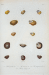 Helix picta; Helix auricoma; Hellix marginatoides; Helix poeyi.