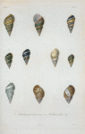 Achatina asciata; Bulimus zebra.