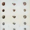 Succinea sagra; Helix sagraiana; Helix Parraiana; Helix Bomplandi; Helix Auberii; Helix Lanierriana.