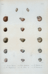Succinea sagra; Helix sagraiana; Helix Parraiana; Helix Bomplandi; Helix Auberii; Helix Lanierriana.